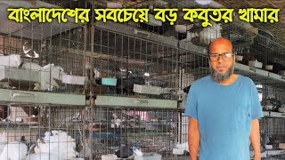 মাত্র ৩০০ টাকা পিস ফেন্সি কবুতর কিনুন বাংলাদেশের সবচেয়ে বড় ফেন্সি কবুতর খামার [upl. by Alrich]