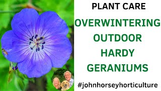 HOW TO OVERWINTER OUTDOOR HARDY GERANIUMS  OVERWINTERING CRANESBILL [upl. by Granger]