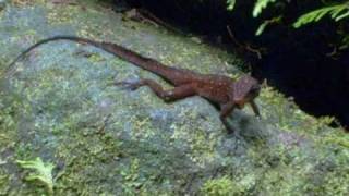 Anolis oculatus in Dominica [upl. by Kenlee]