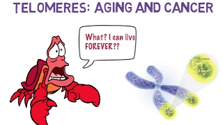 Telomeres Aging and Cancer  Science Ambassador Scholarship 2017 [upl. by Oirrad869]