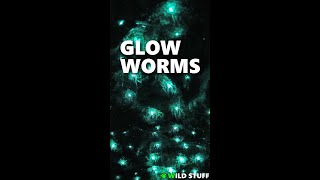 Glow Worms Wriggling in their Cave SHORTS [upl. by Tioneb111]