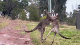 Kangaroo Shoved Through Fence During Tussle at Canberra Nature Reserve [upl. by Tanberg]