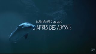 Mammifères Marins  les maîtres des abysses [upl. by Ynolem111]