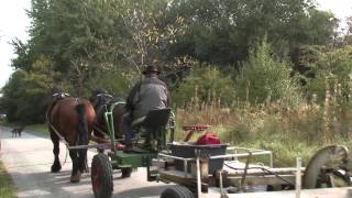 Nettoyage du Ravel par des chevaux à Bastogne [upl. by Anawqahs]