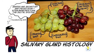 Salivary gland histology  Structure secretory cells and ducts [upl. by Leach]