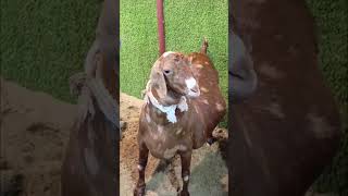 Hornless Rare breed Munda Tapra breed Goat bakra 🐐 viral trendingshorts ytshorts animals unique [upl. by Nolak685]