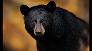 AWESOME NORTHERN SASKATCHEWAN ARCHERY BEAR HUNT WITH UP CLOSE AND IN YOUR FACE ACTION viralvideo [upl. by Hannahc]