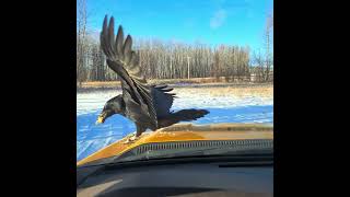 Crows Trying to get food [upl. by Anirrok]