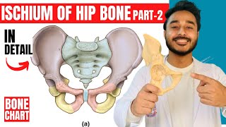 ischium of hip bone anatomy  attachments of hip bone anatomy 3d  bones of lower limb anatomy [upl. by Ysdnil351]