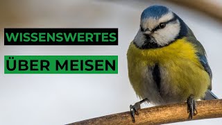 14 spannende Fakten über Meisen die Du noch nicht wusstest [upl. by Kiraa]