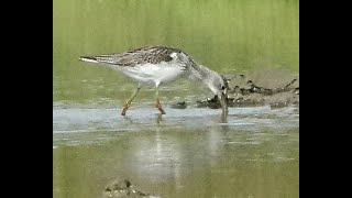 Sony RX10  RSPB Adwick Washlands [upl. by Helyn]