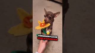 Hast du einen davon hund tierliebe wissenswert tiere hunde doglover [upl. by Lianne]