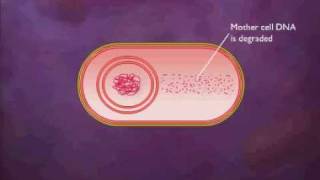 Bacterial Spore Formation Animation Video [upl. by Lah]