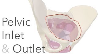 What is the True Pelvis  Pelvic Inlet amp Outlet Anatomy [upl. by Ahsimed]