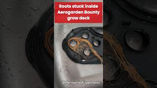 Roots stuck inside grow deck  Aerogarden Bounty  Open and deep clean gardening hydroponics [upl. by Wesle]