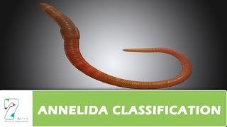 ANNELIDA CLASSIFICATION [upl. by Brothers]