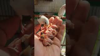 How to feed Banglies music love arabic birds fownjavabird [upl. by Lad]