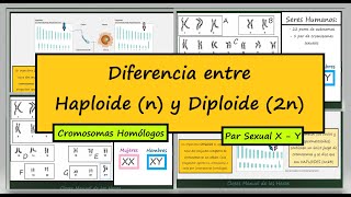 Diferencia entre Haploide y Diploide Dotaciones Cromosómicas Cromosomas Homólogos Biología [upl. by Hgeilyak]