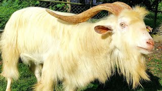 Saanen Goat  Male [upl. by Gisele764]