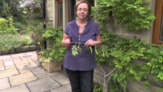 How to make wisteria flower [upl. by Iand]