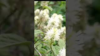 Witch Alder Mt Airy Fothergilla False Cypress Soft Serve Gold Chamaecyparis [upl. by Aynahs]