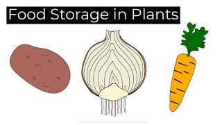 Modified Plant Food Storage OrgansLeaving Cert Biology Ireland [upl. by Odericus651]