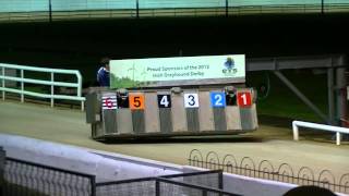 Carrera de galgos en Shelbourne Park Dublin [upl. by Link68]