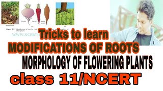 Tricks to learn the examples of Roots and MODIFICATIONS OF ROOTSMORPHOLOGY OF FLOWERING PLANTS [upl. by Yasibit]