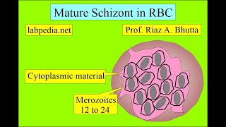 Malarial Parasite by labpedianet by Prof Riaz A Bhutta English [upl. by Monney]