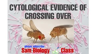 CYTOLOGICAL EVIDENCE OF CROSSING OVEREXPERIMENT BY CSTERN IN DROSOPHILA SAM BIOLOGY CLASS [upl. by Moria]