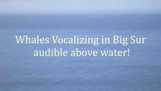 Whales Vocalizing Above Water In Big Sur [upl. by Shore48]