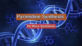 Pyrimidine Synthesis  De Novo Synthesis nucleotides metabolism biochemistry [upl. by Fidellas]