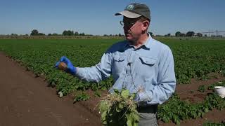 Black scurf is very serious disease of potato crops [upl. by Aneeram429]