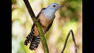 Cacomantis merulinus Plaintive Cuckoo [upl. by Golliner]