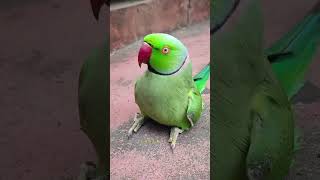 Parrot talking to you ❤️ parrottalking ytshorts shorts viralshort tarnding [upl. by Ader]