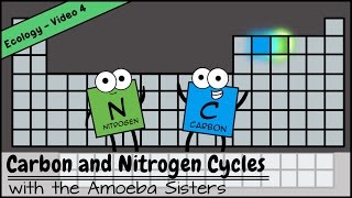 Carbon and Nitrogen Cycles [upl. by Marice]