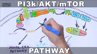 PI3kAKTmTOR Pathway [upl. by Rento]