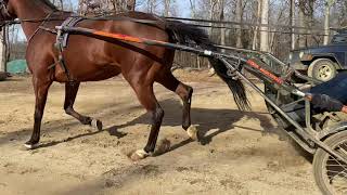 The Different Gaits in Harness Racing [upl. by Etnor]