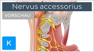 Nervus accessorius Anatomie und Funktion  Kenhub [upl. by Rabin715]