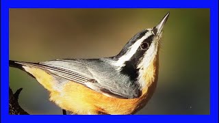 Redbreasted Nuthatch SInging Calling Chirping Trepador Canadiense Canto Sitta Canadensis [upl. by Eytak]