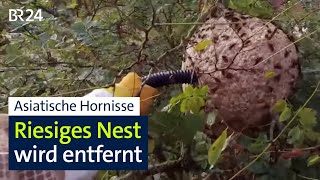 Asiatische Hornisse Riesiges Nest wird entfernt – dennoch Verbreitung in Bayern  BR24 [upl. by Jehovah]