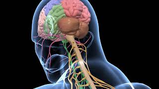 Biology  3D animation  Human Nervous System Overview  Senior  English [upl. by Janot985]