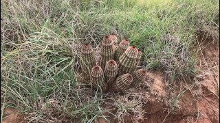 Echinocereus reichenbachii and Escobaria vivipara in the Wild  Oklahoma [upl. by Auliffe]