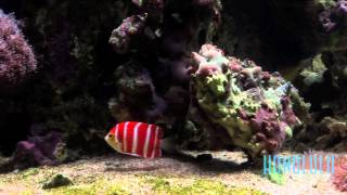 The 30000 Peppermint Angelfish at Waikiki Aquarium [upl. by Frick]