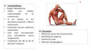 Histología humana 5 Tejido muscular [upl. by Eiba191]