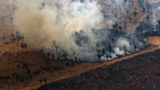 Regenwald 42 Millionen Hektar Urwaldfläche im Jahr 2020 zerstört [upl. by Leelaj]