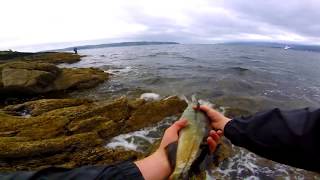 LRF Sea BASS amp Pollock Fishing  Loch Long  Scotland [upl. by Etnemelc]