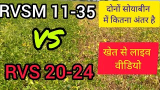 soybean farming RVSM 1135 VS RVS 2024 सोयाबीन में कितना अंतर है खेत से लाइव वीडियो [upl. by Cony]