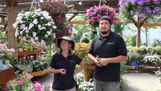 Vinca hanging baskets at Nielsens Florist [upl. by Kelsy]