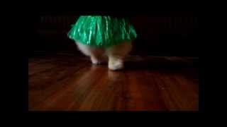 Flint the Pomeranian Dancing Dogs First Dance Recital [upl. by Calder254]